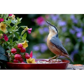 Fototapetas paukštis šalia gėlės
